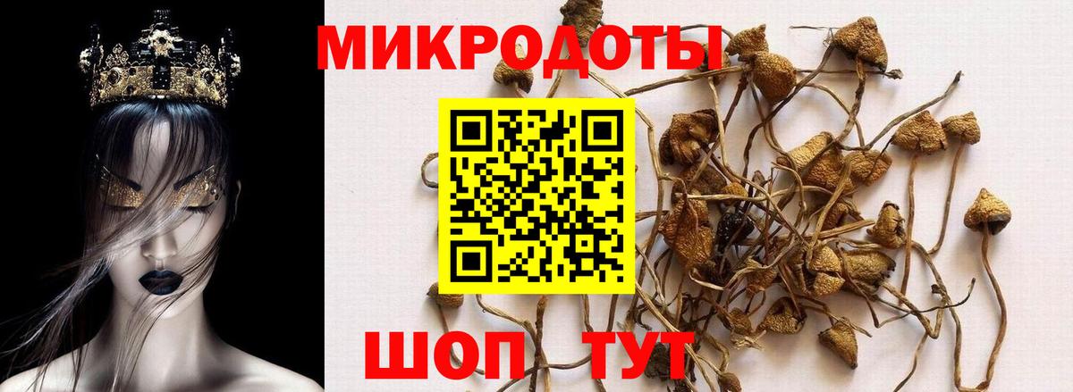 купить   Псилоцибиновые грибы Psilocybine cubensis  Вход с VPN  Сегежа 